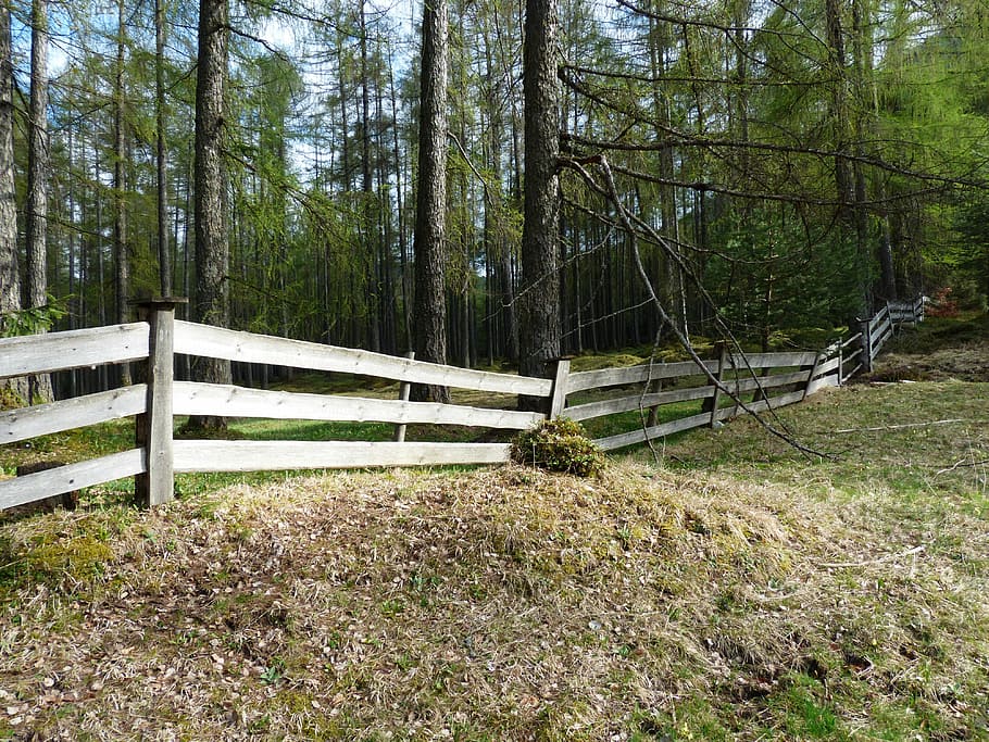 Fence, Wood, Paling, Demarcation, wood fence, boards, forest, HD wallpaper