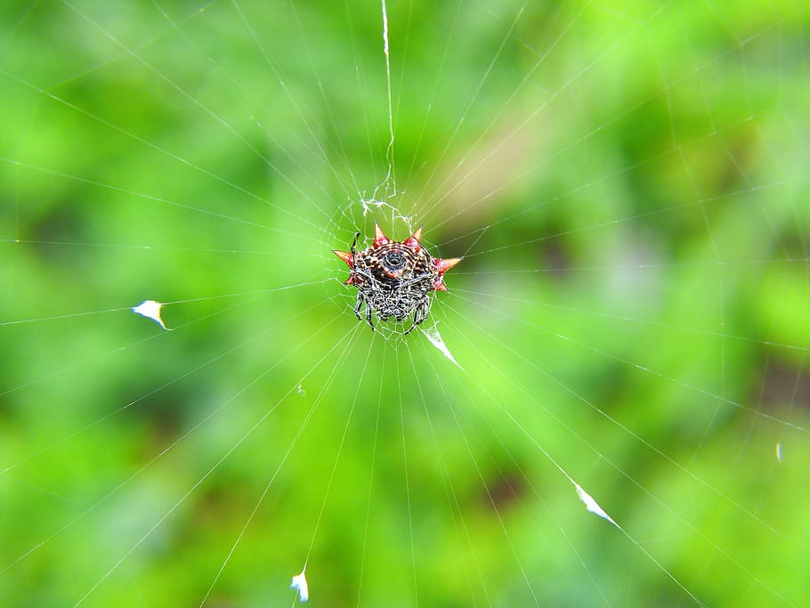 spider, crap spider, black, spider web, arachnid, close-up, HD wallpaper