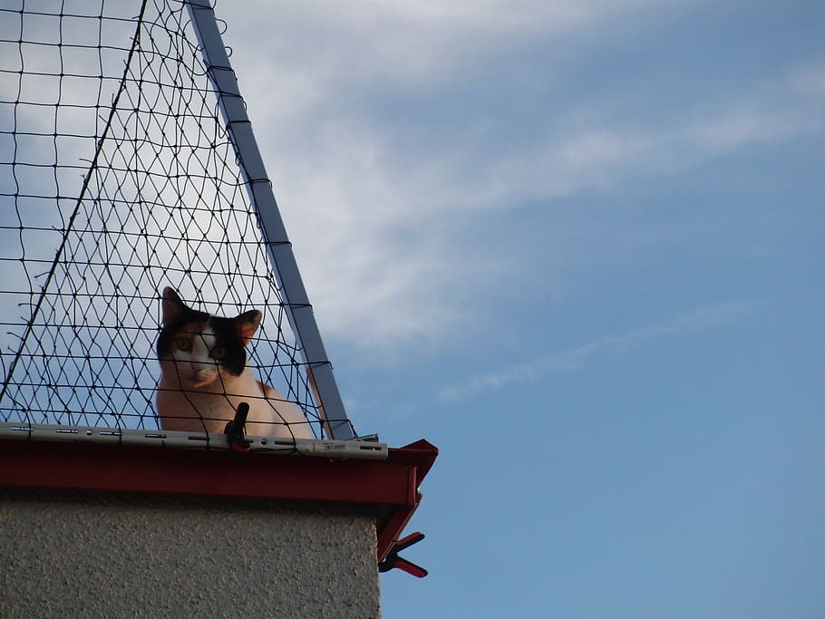 cat, curious, animals, outdoors, low angle view, sky, built structure HD wallpaper