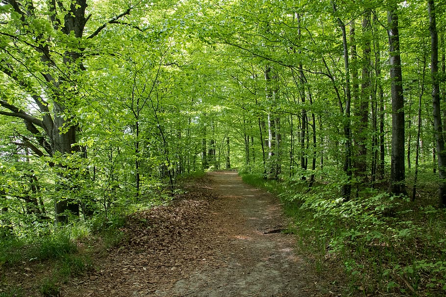 nature photography of road surrounded of trees at daytime, deciduous forest HD wallpaper