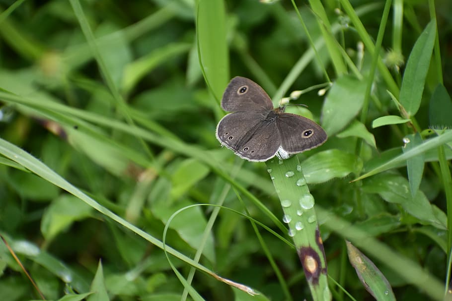 butterfly, insect, wings, animal themes, animal wildlife, animals in the wild HD wallpaper