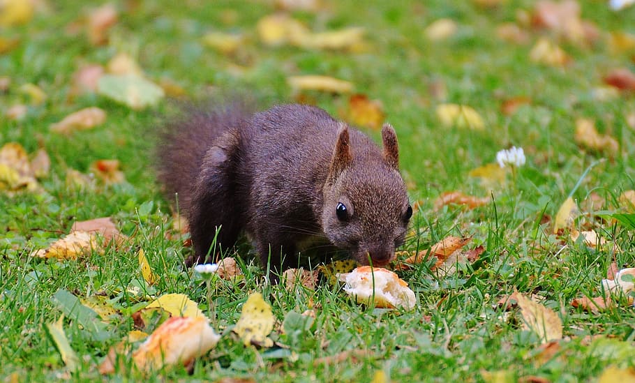 squirrel, nager, cute, nature, rodent, climb, garden, eat, brown HD wallpaper