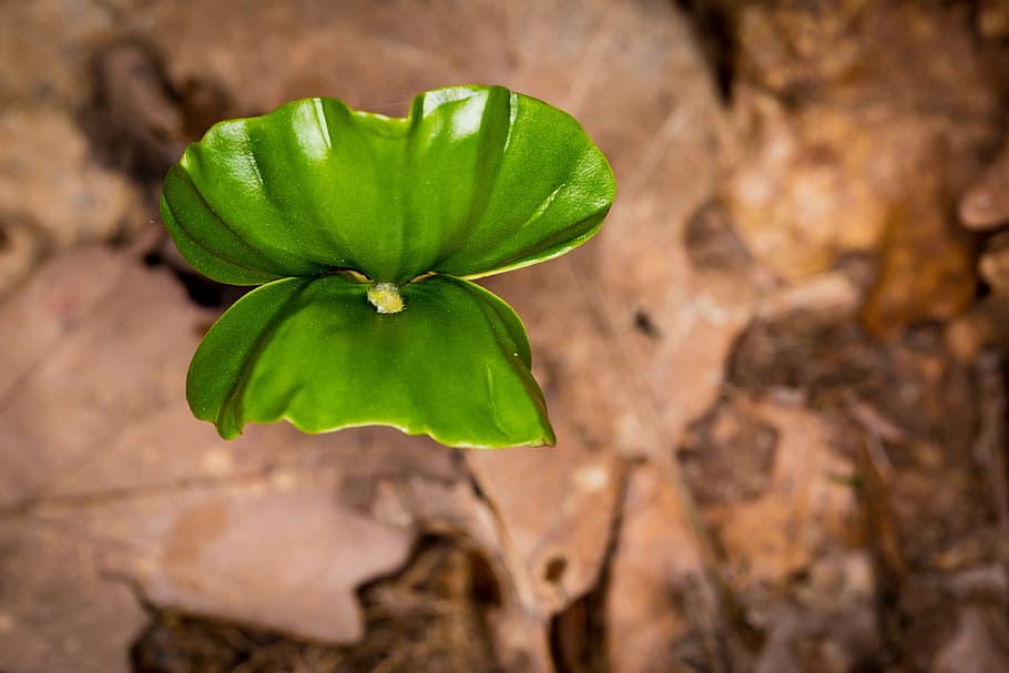 leaf, engine, green, plug, boy shoots, nature, plant, spring HD wallpaper