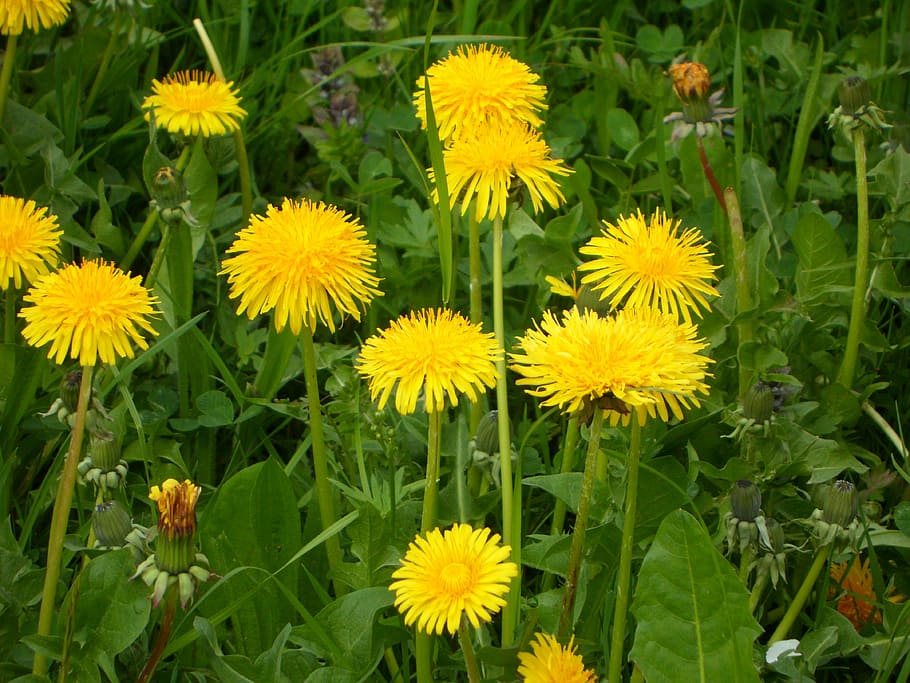 dandelion, meadow, spring, flowers, yellow, close, yellow flower HD wallpaper