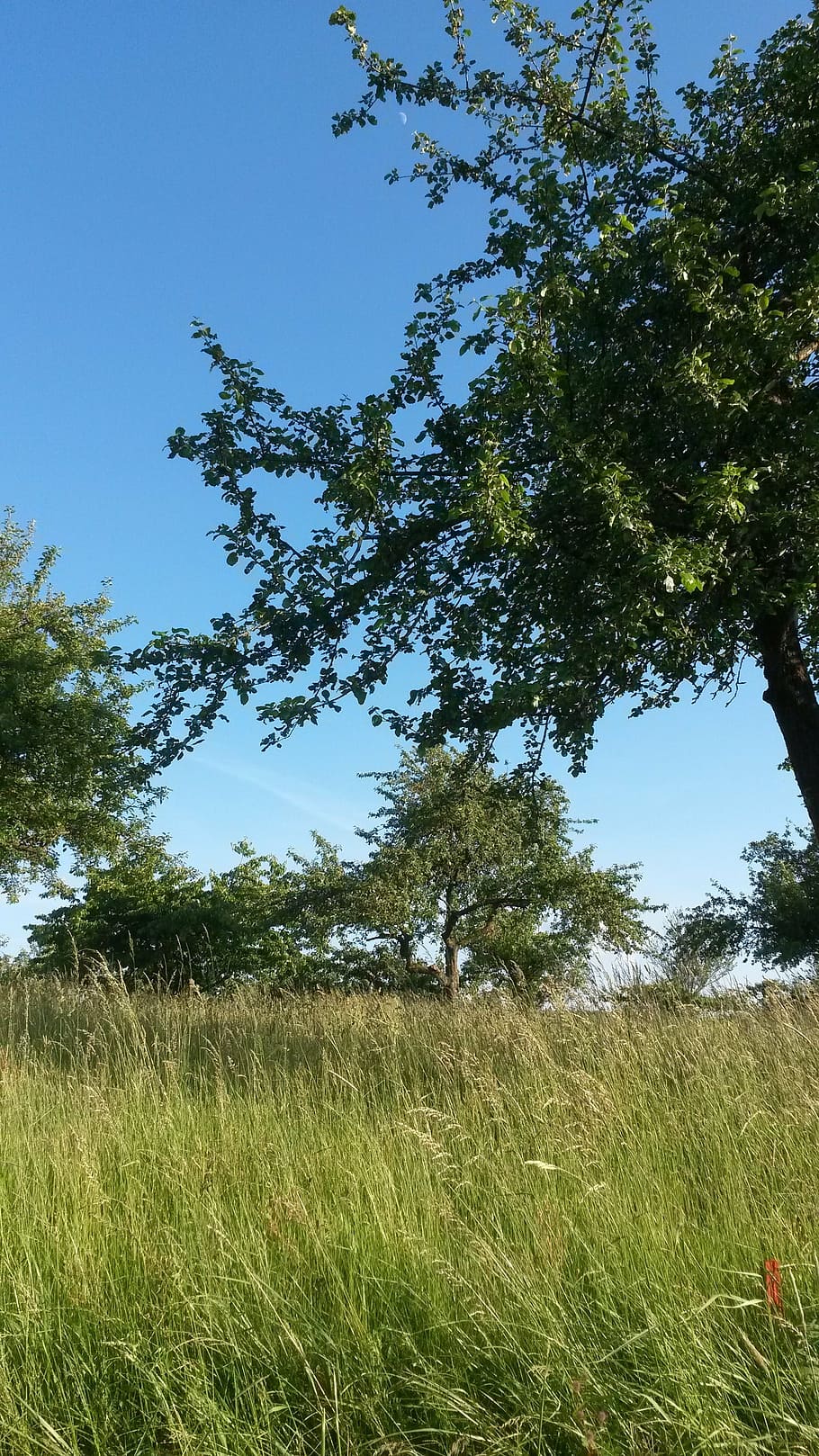 meadow, tree, sky, blue, landscape, nature, summer, plant, grass HD wallpaper
