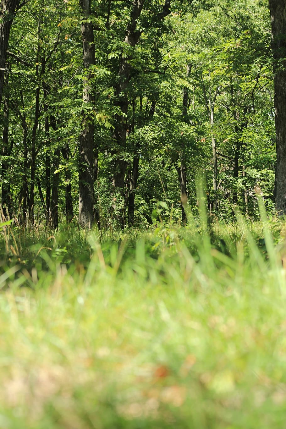 grass, trees, forest, tall grass, woods, plant, land, growth HD wallpaper