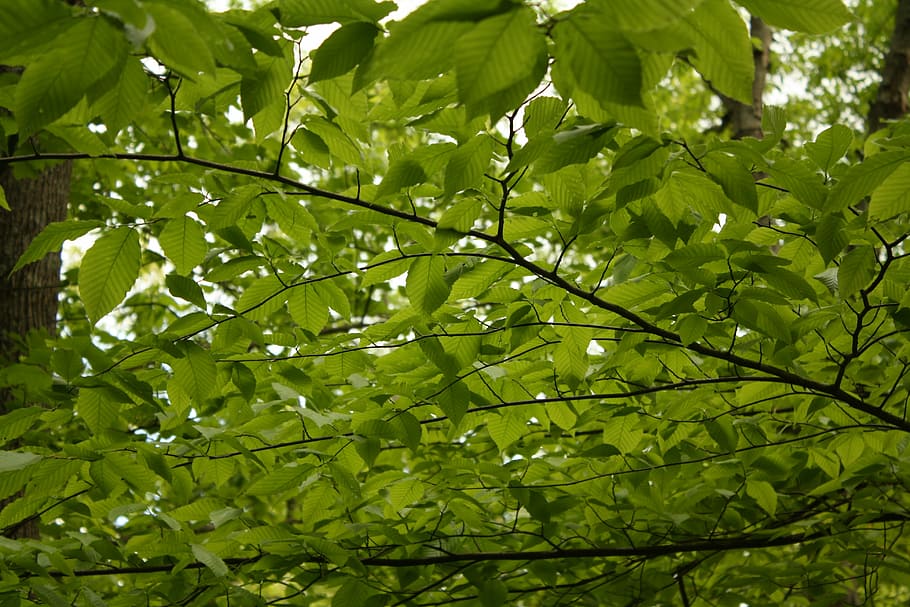 green, tree, leaves, leaf, nature, natural, plant, summer, sunny HD wallpaper