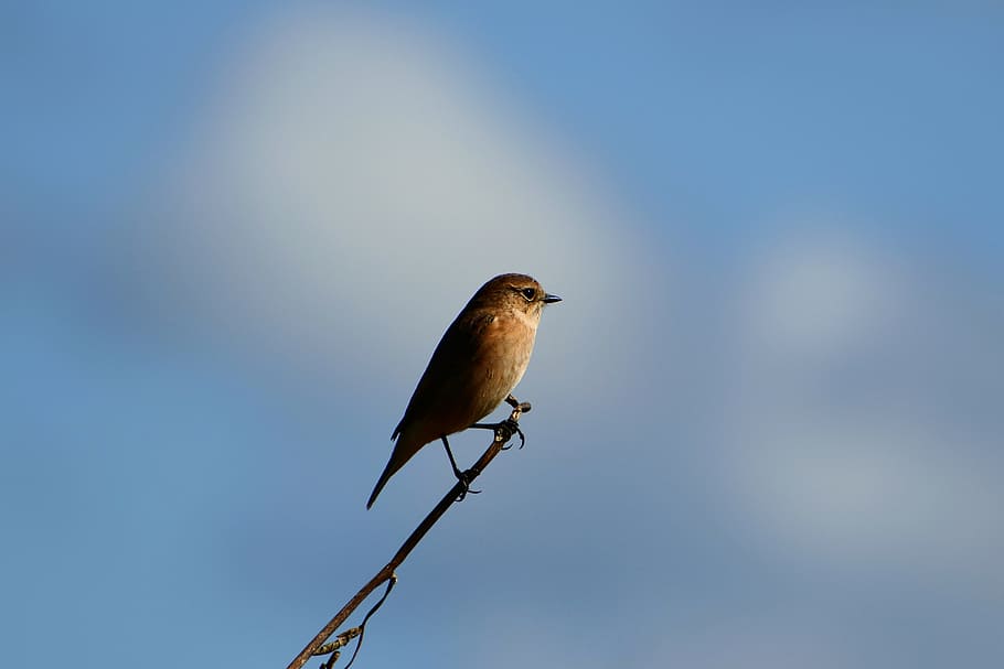 animal, sky, cloud, twigs, wild birds, little bird, novi security HD wallpaper