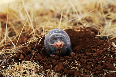 Animal - Mole, gray mole on brown soil, vole, hole, mud, dirt HD wallpaper