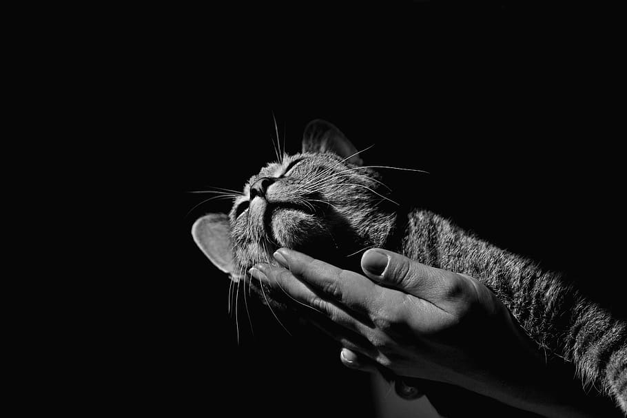 kitten, nice, the hand, life, one animal, animal themes, human hand HD wallpaper
