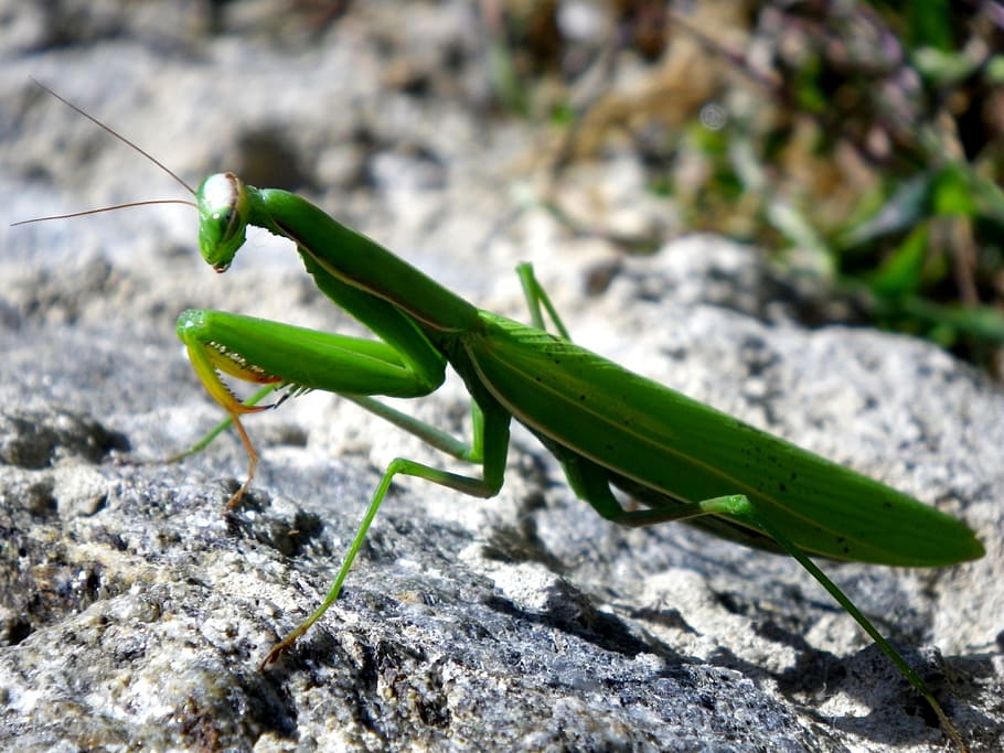 Praying Mantis, Mantodea, Close, insect, animal, nature, wildlife HD wallpaper