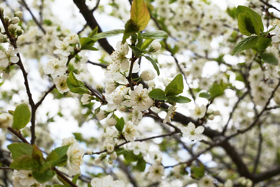 cherry, bloom, white, flowers, white flowers, nature, plant HD wallpaper