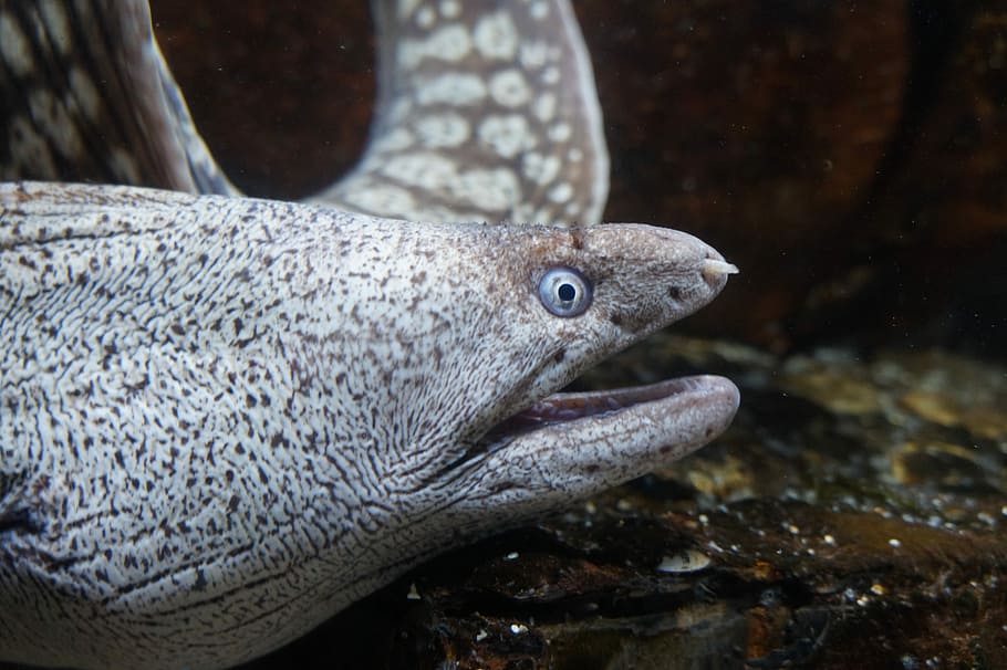 Moray, Dangerous, Long, fish, one animal, animal head, close-up HD wallpaper