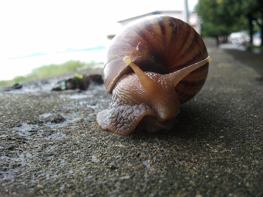 Snail, Mollusc, Shell, Spiral, Gastropod, slime, helix, invertebrate HD wallpaper