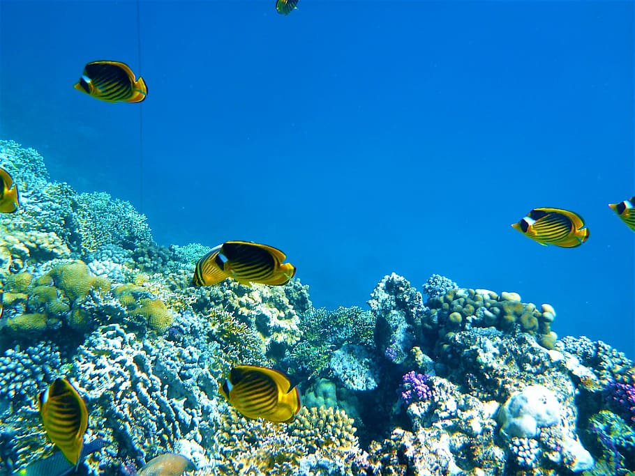 marine fish, rocks, sea, underwater, reef, nature, coral, animal HD wallpaper