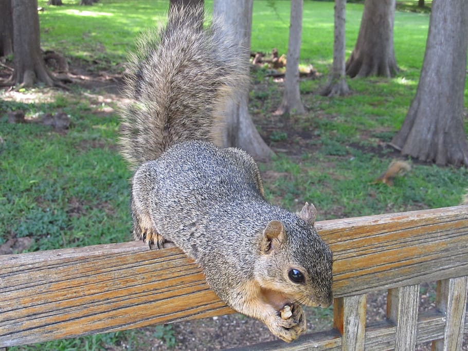 squirrel, nut, bench, close-up, fur, tail, cute, fluffy, eating HD wallpaper