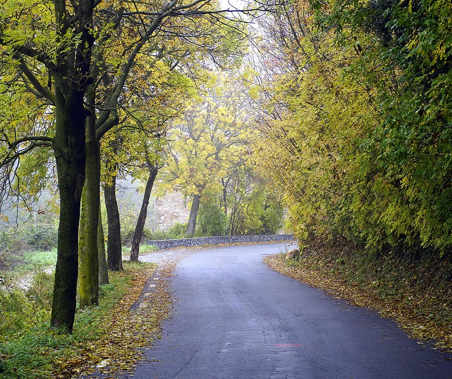 Path, Autumn, Mountain, Mountain Road, Forest, landscape, trees HD wallpaper