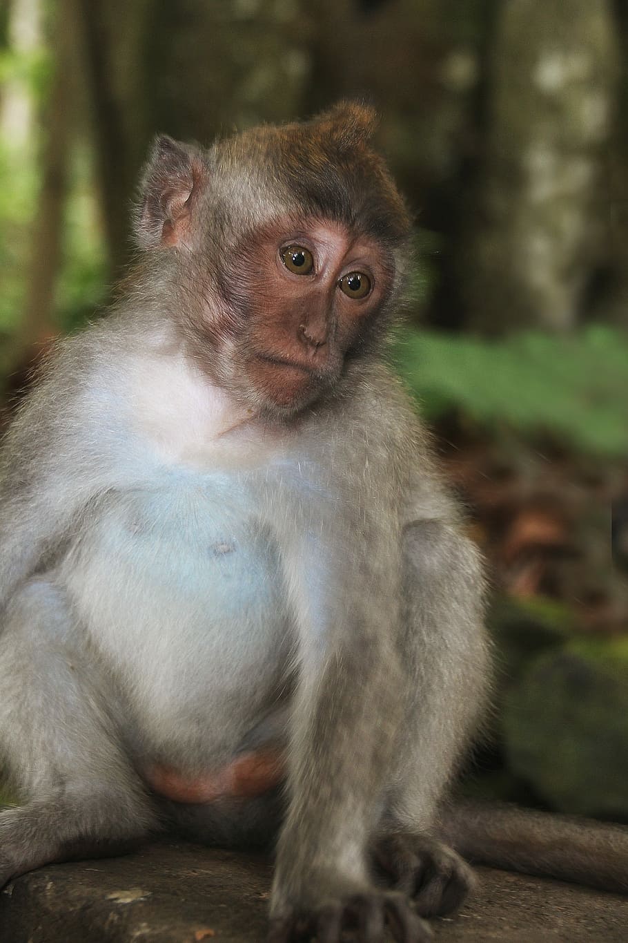 Bali, Monkey, Emotion, Portrait, funny, nature, glance, animal portrait HD wallpaper