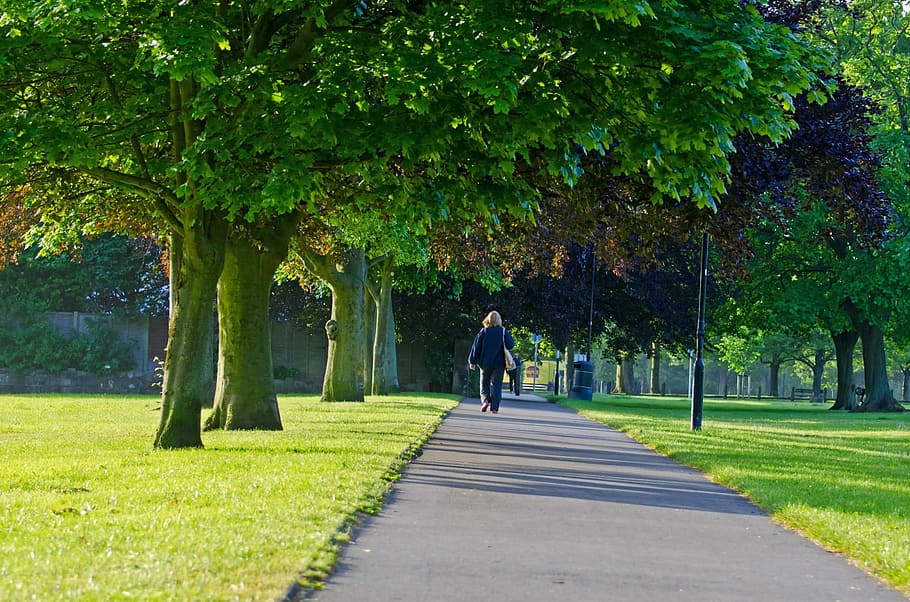 Tree, Way, Path, Leaf, Leaves, trees, people, walking, woman HD wallpaper