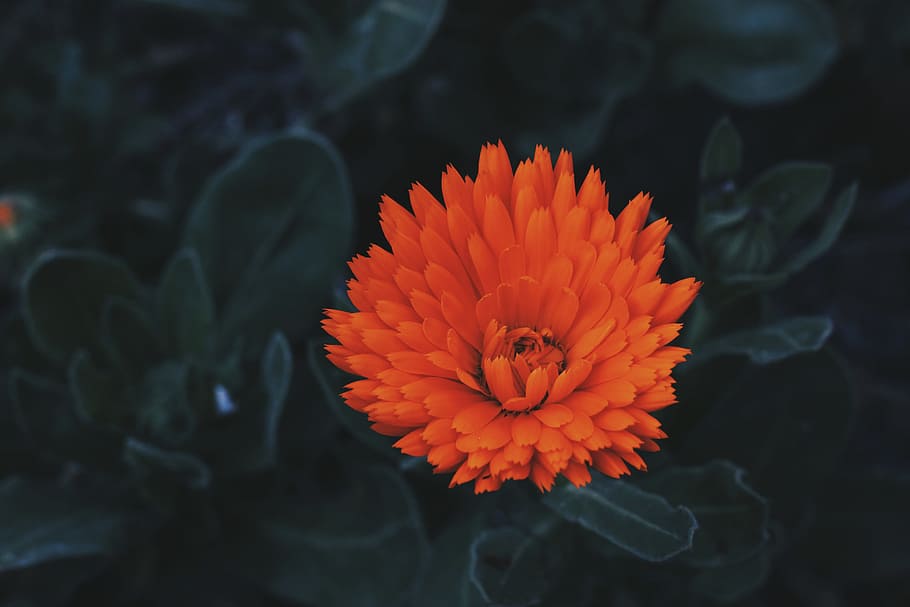 selective focus photography of orange petaled flower, red petaled flowers close up photo HD wallpaper