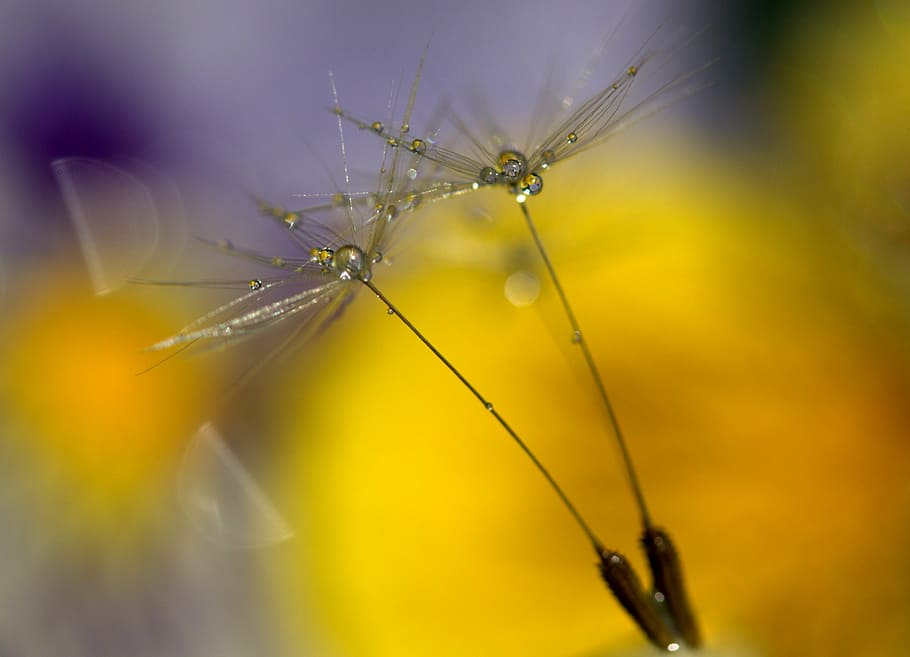 micro photography of flower buds, dandelion, drops, wet, macro HD wallpaper