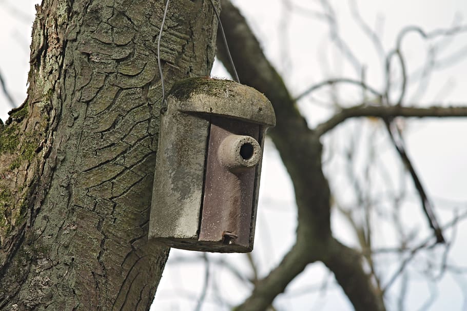 gray concrete decor hanged on tree at daytime, aviary, nesting box HD wallpaper