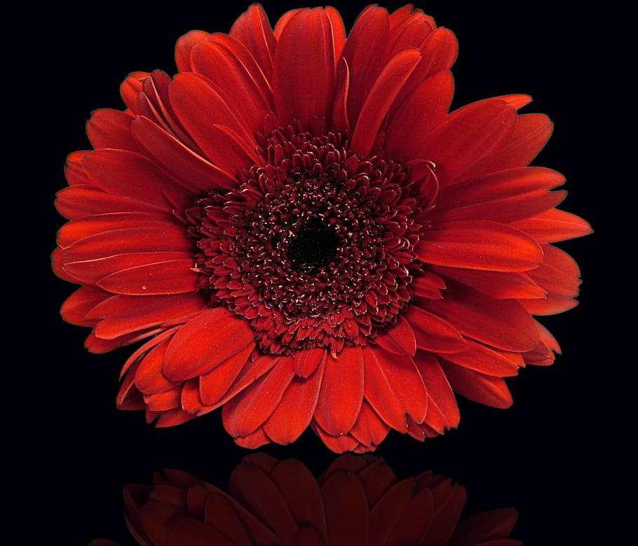 flower, plant, petal, nature, flowers, black background, red flower, HD wallpaper