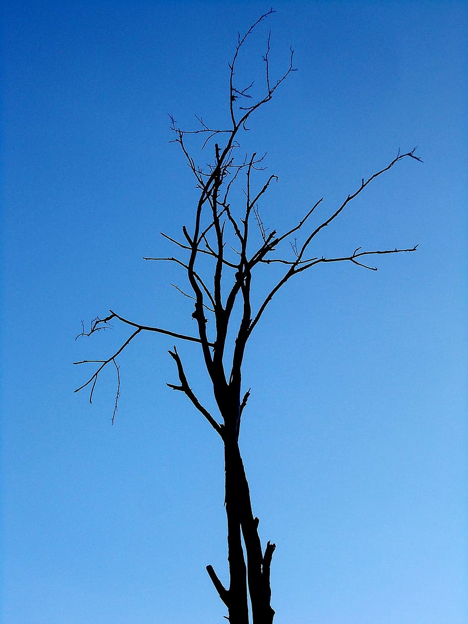 Tree, Single, Sky, Sky, Blue, Old, old tree, dead, bare tree HD wallpaper