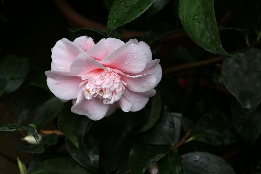 flowers, camellia, rajec jestrebi, flowering plant, beauty in nature