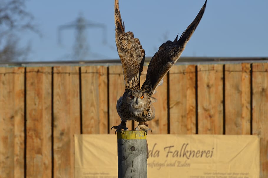 Eagle Owl, Feather, Bird, Raptor, falconry, plumage, view, zwerguhu HD wallpaper