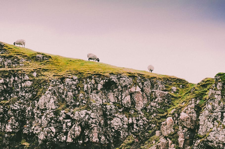 three sheep on green grass field, sheeps standing on cliff, landscape HD wallpaper