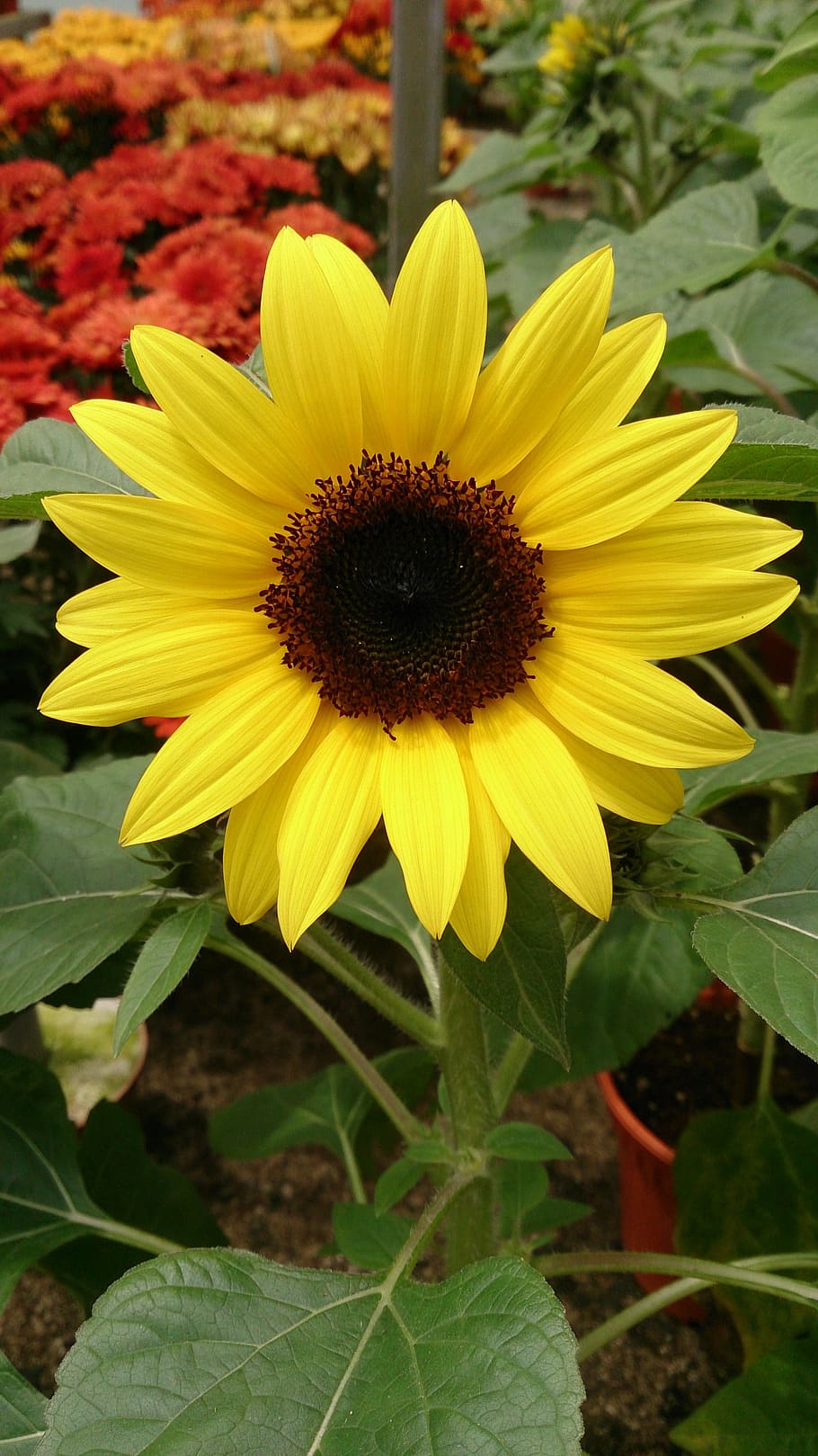 plant, flower, yellow, flowering plant, growth, fragility, flower head HD wallpaper