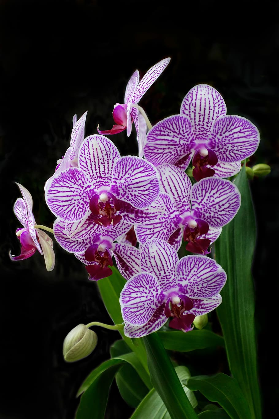 orchid, flower, tropical, exotic, nature, flowering plant, fragility HD wallpaper