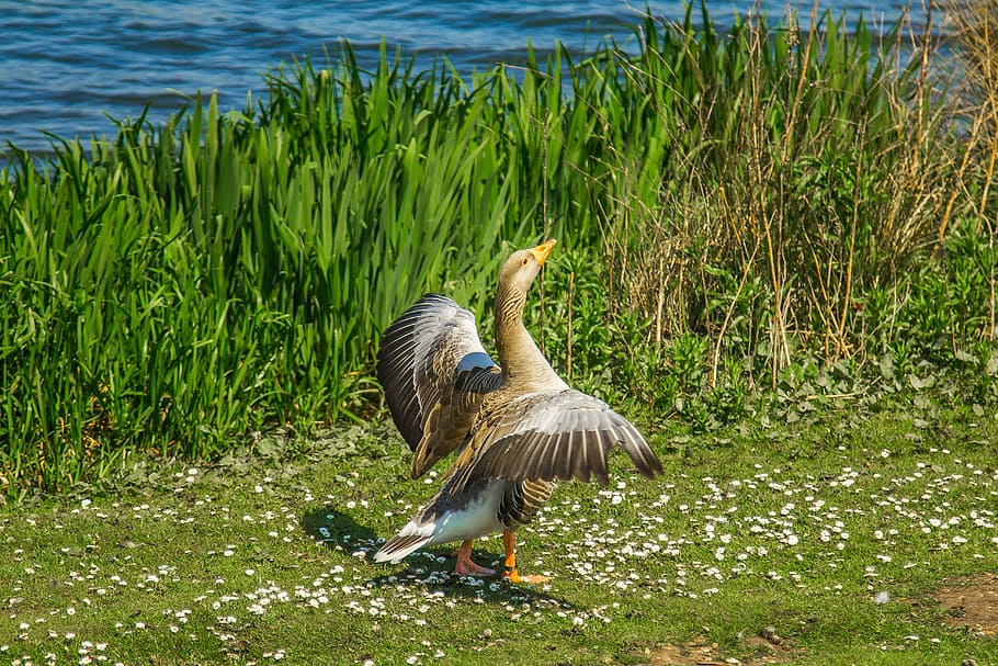 brown bird standing on grass field, goose, spring, lake, water HD wallpaper