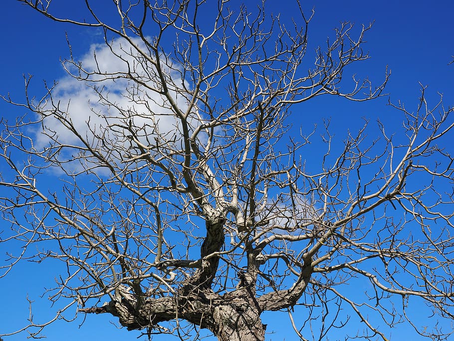 bumkrone, kahl, tree, old, dead plant, wood, log, dead tree HD wallpaper