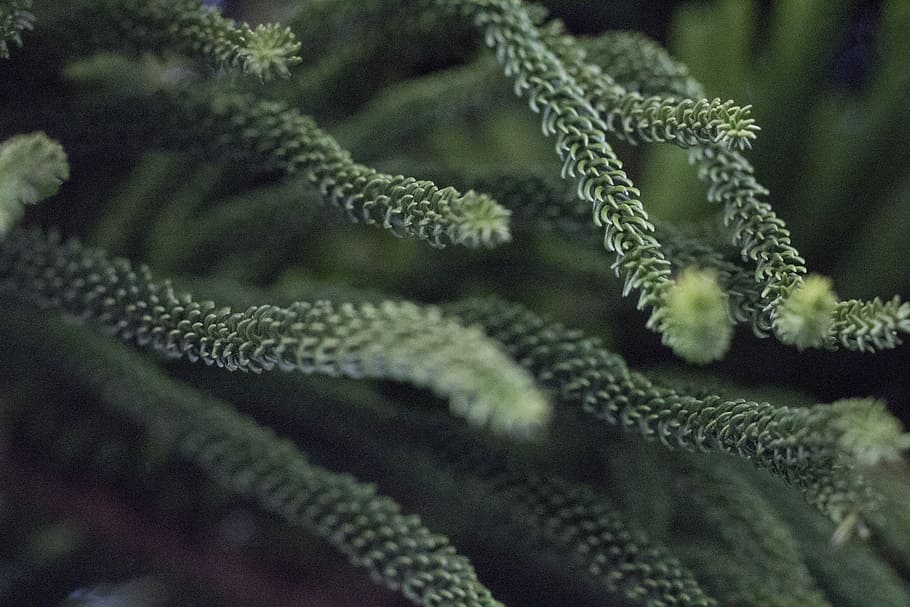 shallow focus photography of green plant, close up photography of green pine tree leaves at daytime HD wallpaper