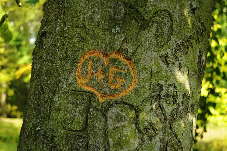 tree, sign, heart, engravings, nature, forest, tree Trunk, outdoors HD wallpaper