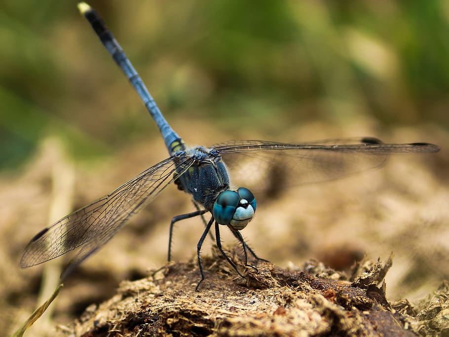 dragonfly, insects, animal themes, animal wildlife, invertebrate HD wallpaper
