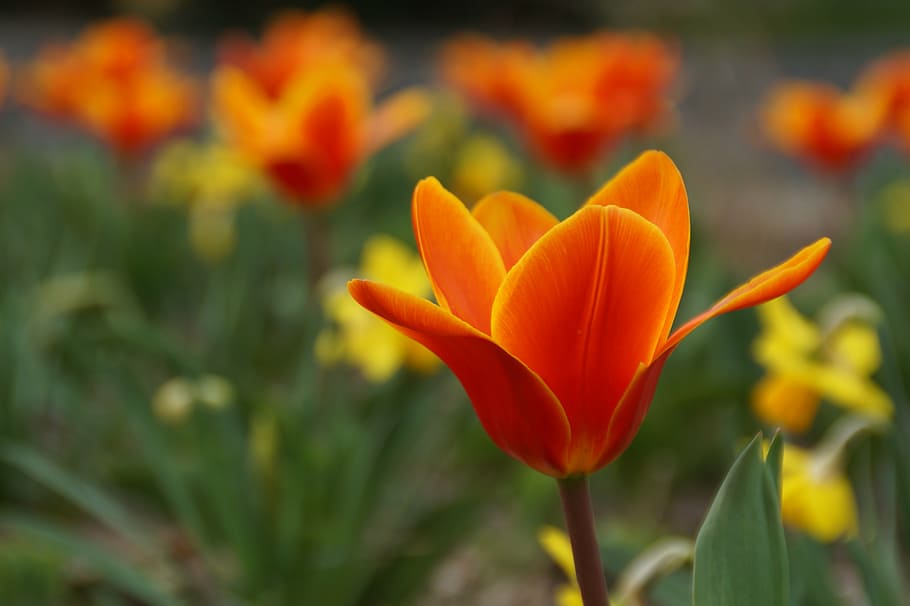 flower, orange, red, spring, plant, blossom, bloom, close, nature HD wallpaper