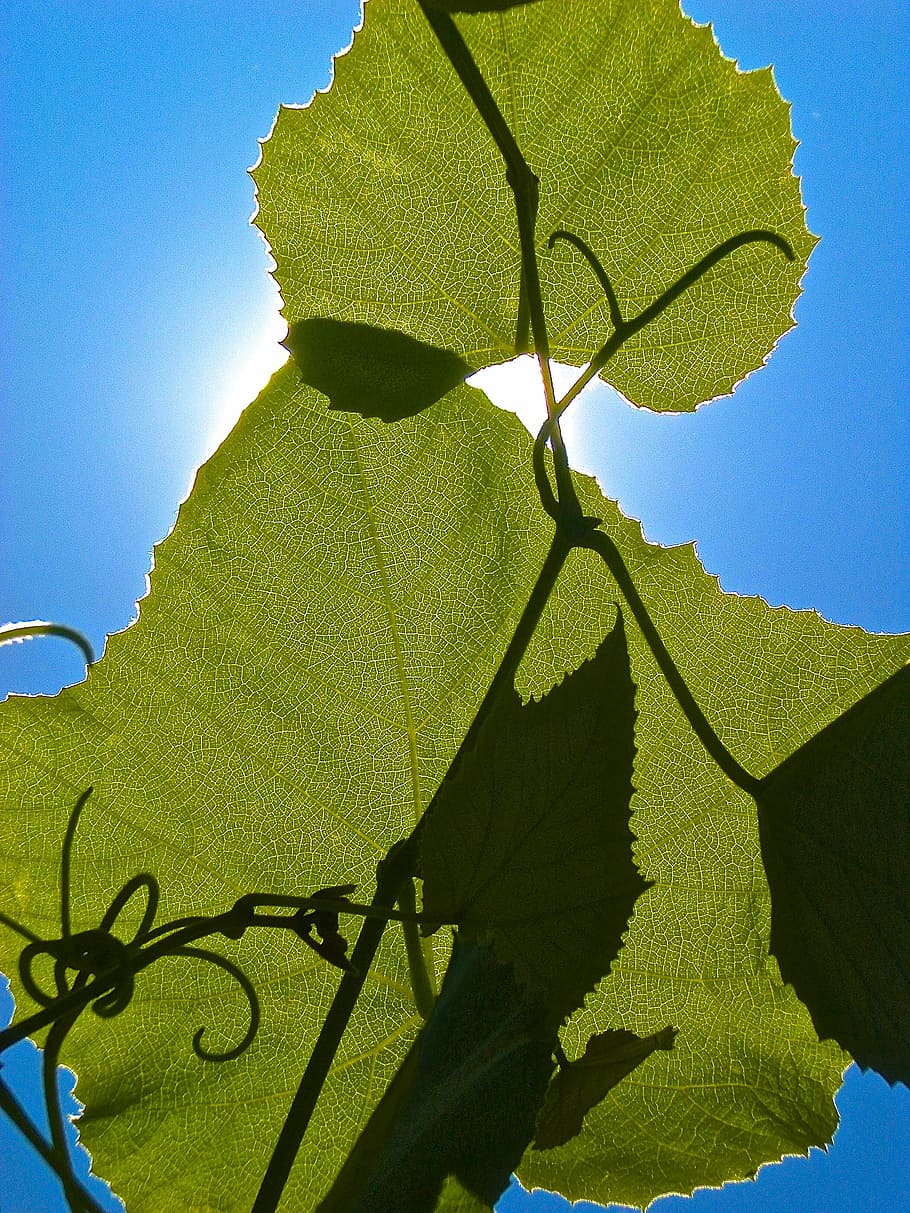 Leaf, Solar, green, summer, green color, outdoors, day, sky HD wallpaper