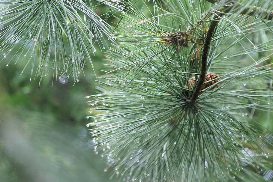 tree, needle, nature, pine, winter, plant, growth, green color HD wallpaper