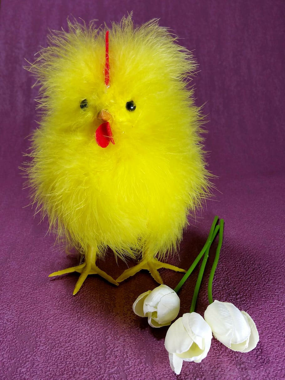 easter, chicks, chicken, hahn, cute, tulips, yellow, bird, indoors HD wallpaper