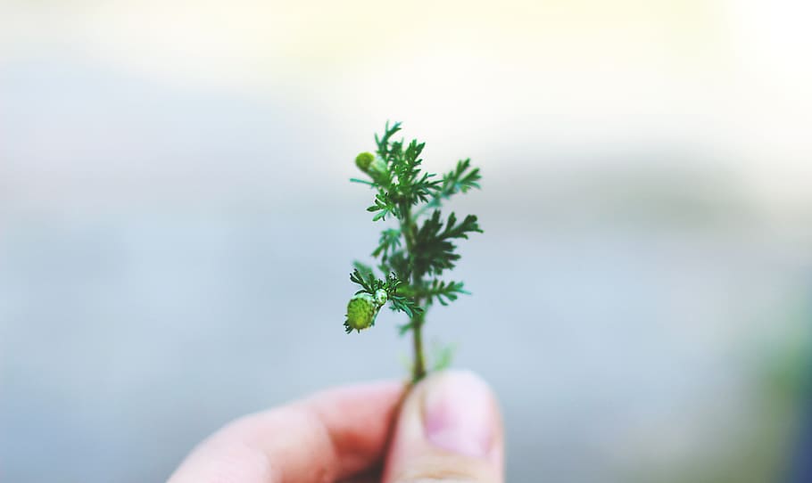 green, leaf, plant, blur, human body part, human hand, holding HD wallpaper