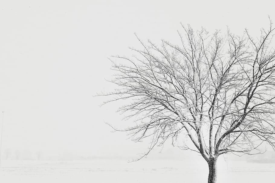 tree covered with snow, branch, nature, landscape, bare tree HD wallpaper