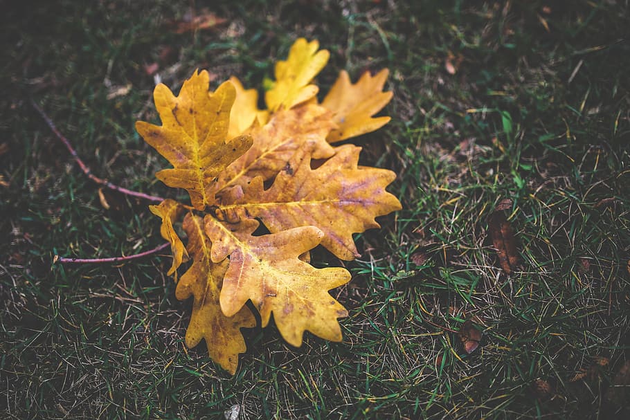 autumn, fall, oak, leaves, yellow, orange, change, plant, nature HD wallpaper
