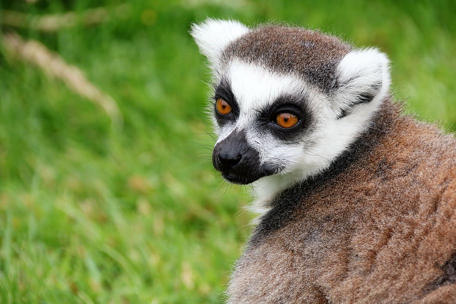 lemur, monkey, madagascar, animal, mammal, primate, wildlife HD wallpaper