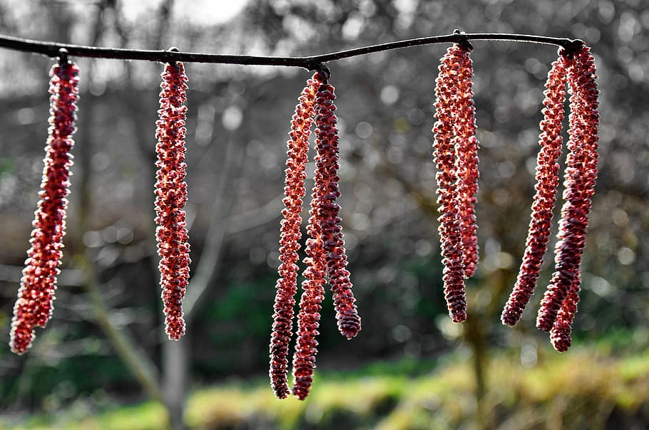 depth of field photography of tree branch, spring, hazel, nature HD wallpaper