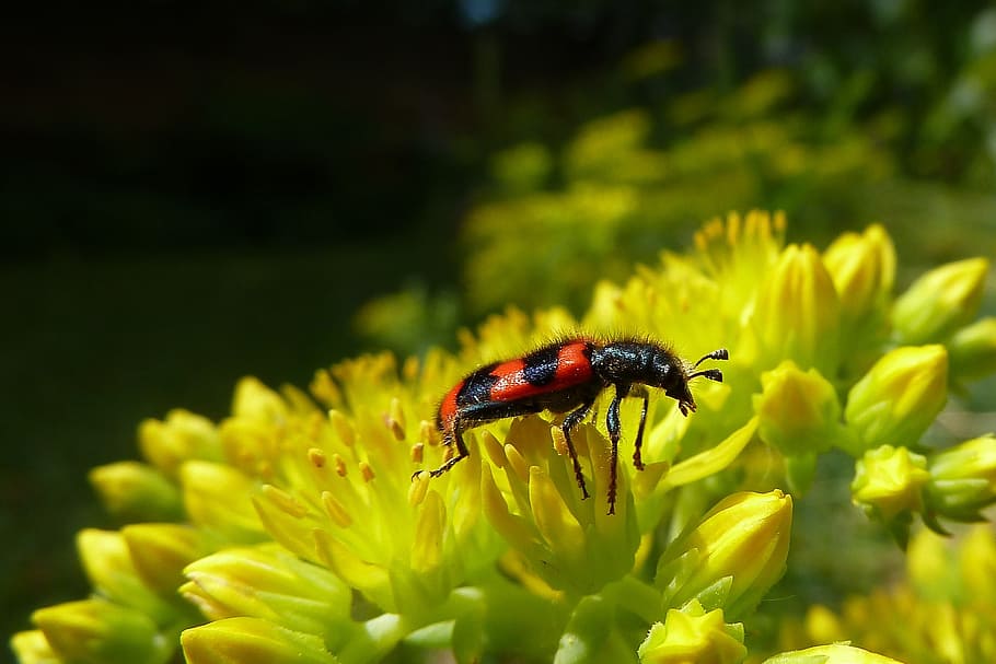 beetle, striped, nature, close, macro, flower, flowering plant HD wallpaper