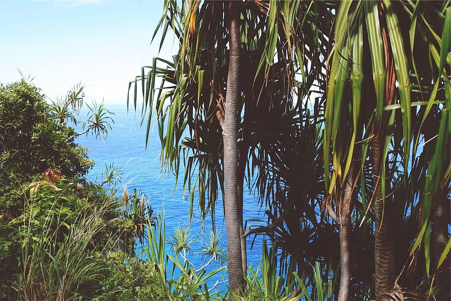 trees, ocean, sea, blue, plant, growth, beauty in nature, water HD wallpaper