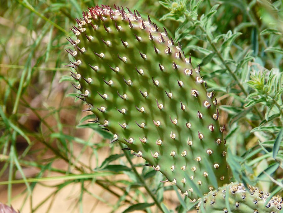 cactus, plant, flora, sting, prickly, nature, thorn, spiked HD wallpaper